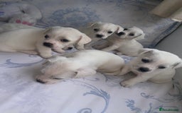 Mixed Breed dogs for sale: Frenchie x miniature poodle puppies  - Image 4