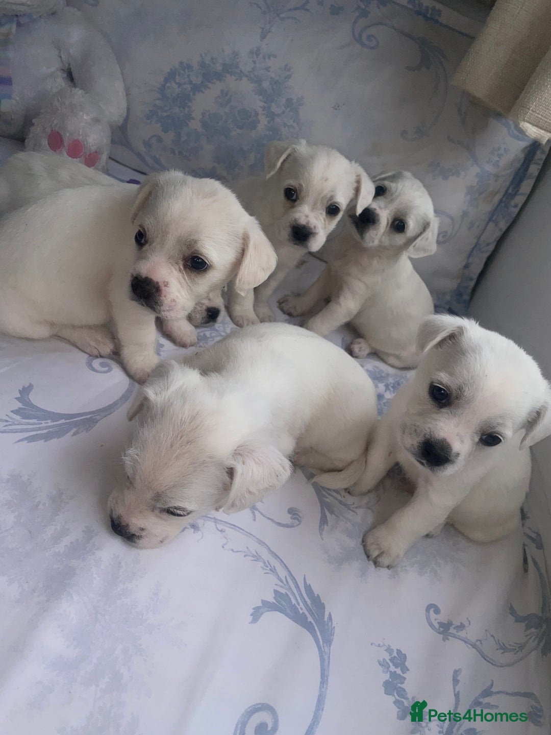 Mixed Breed dogs for sale: Frenchie x miniature poodle puppies  - Image 4