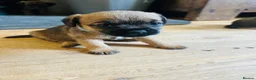 Border Terrier dogs for sale: KC Registered & SLEM Clear Border Terriers - Advert 9