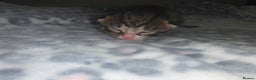 Mixed Breed cats for sale: Bright tabby’s and black kittens  - Advert 4