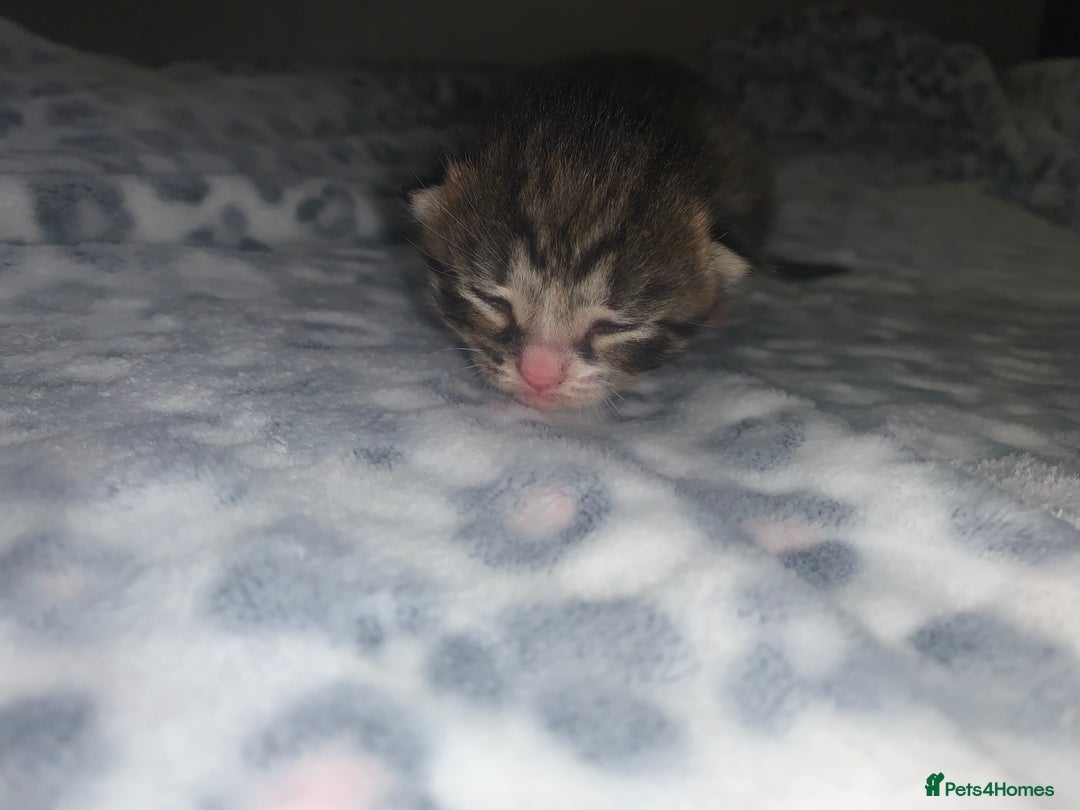 Mixed Breed cats for sale: Bright tabby’s and black kittens  - Advert 4