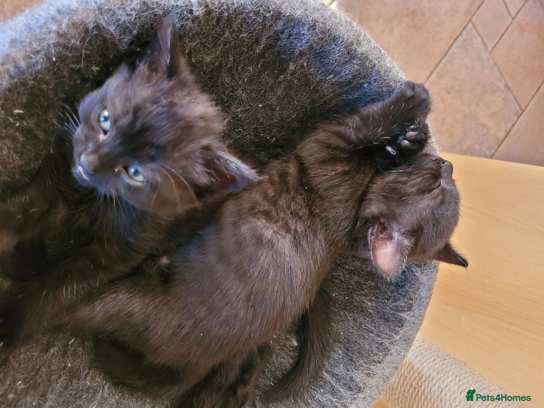 Mixed Breed cats for sale: Gorgeous kittens ready for forever homes - Image 8