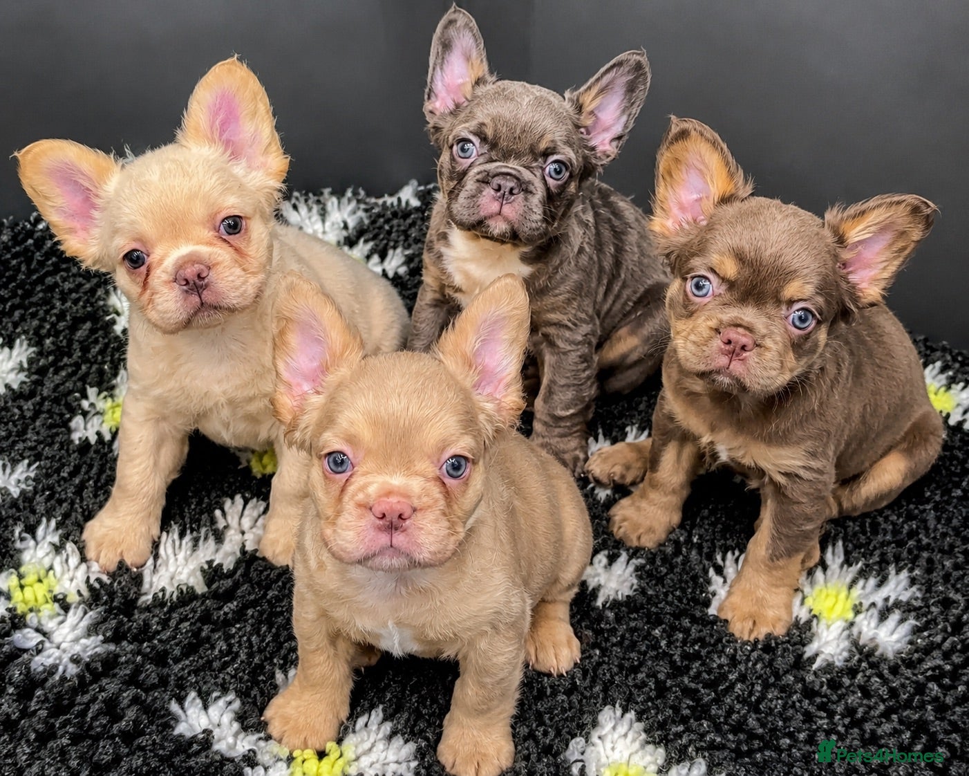 French Bulldog dogs Council Licensed Fluffy French Bulldog Puppies - Advert 1