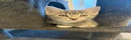Mixed Breed cats for sale: FINAL BOY AVAILABLE - Advert 2