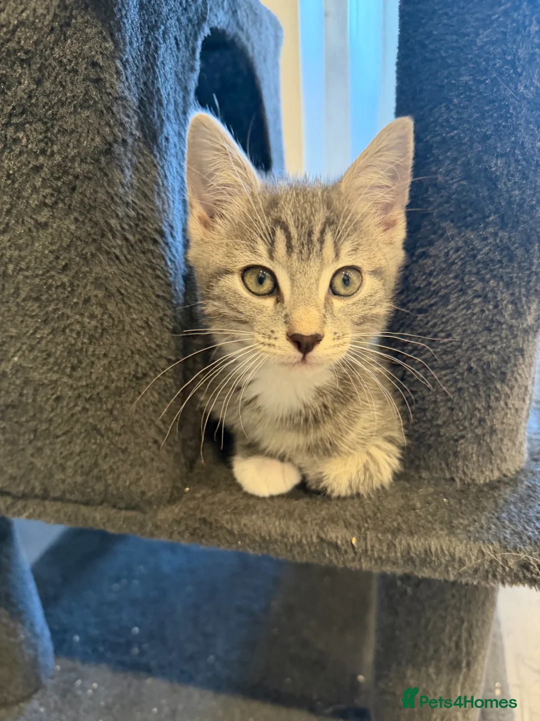 Mixed Breed cats for sale: FINAL BOY AVAILABLE - Advert 2