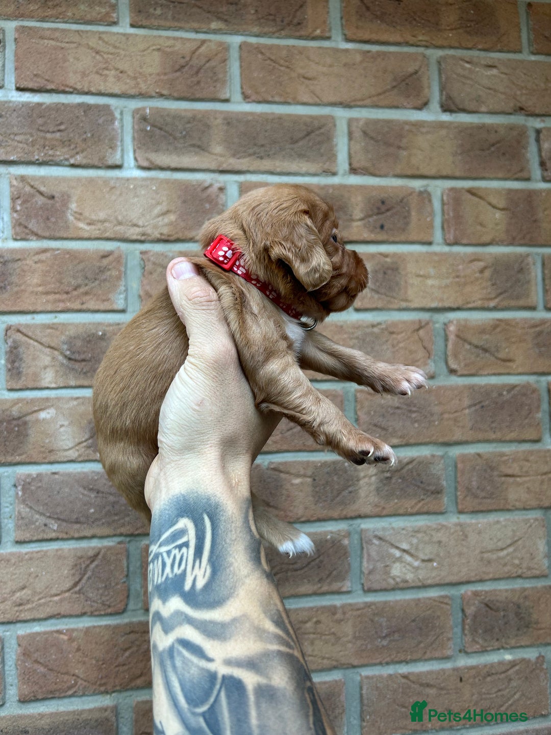 Cocker Spaniel dogs for sale: KC REGISTERED COCKER SPANIELS - Image 13