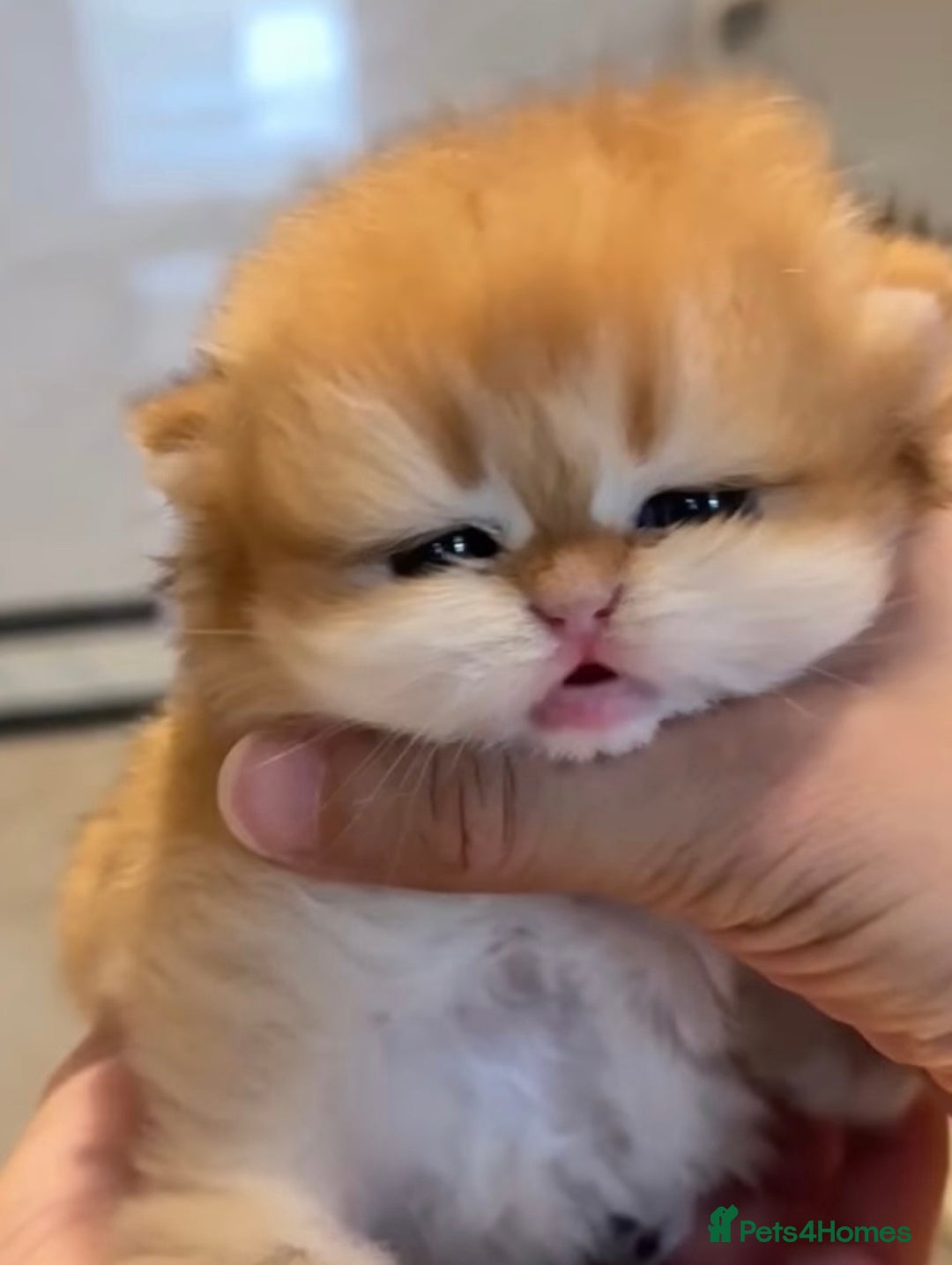 British Shorthair cats for sale: ✨Exclusive Show Quality Golden BSH/BLH babies 🦁  - Image 7