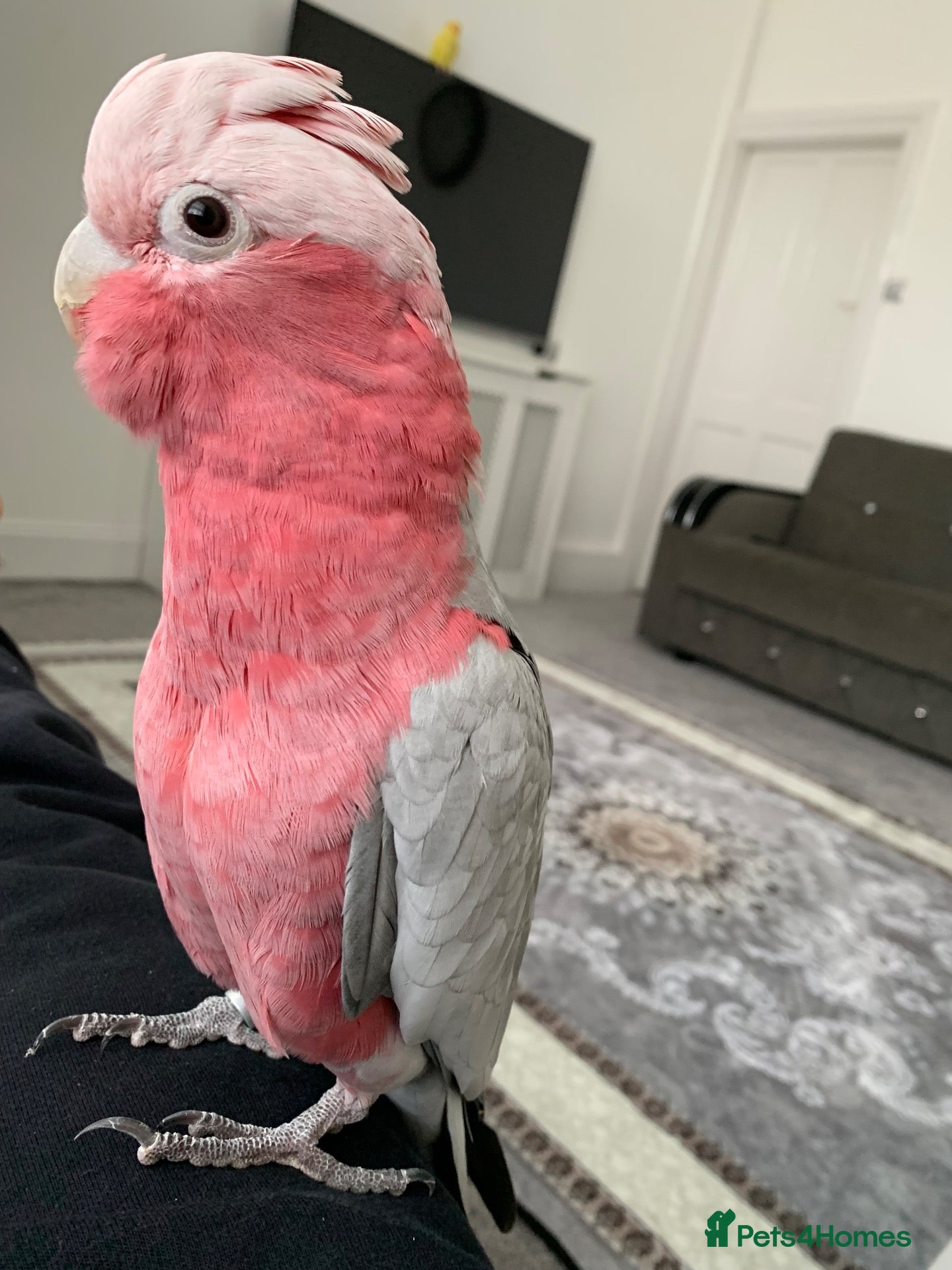 Parrots birds Babe Galah cockatoo, Amazon, conure - Advert 17