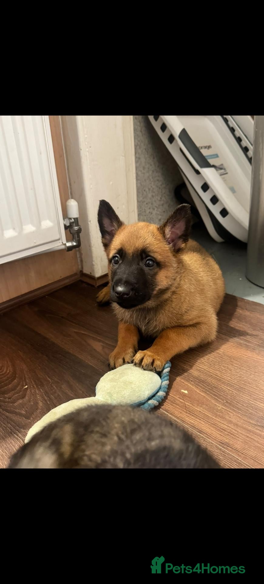 Belgian Shepherd Dog dogs for sale: Belgian malinois x Dutch herder - Advert 1