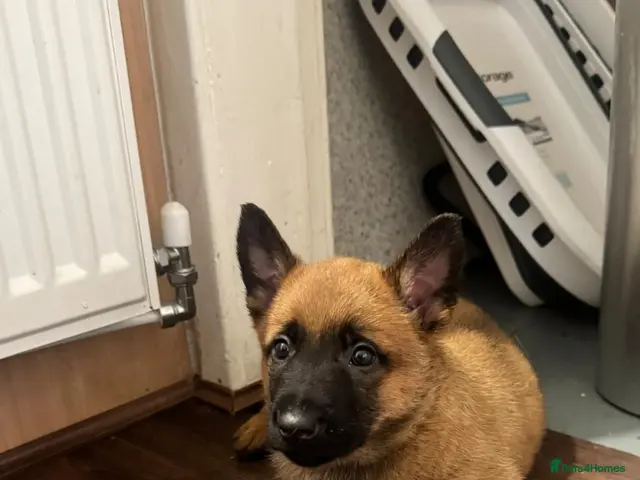 Belgian Shepherd Dog dogs for sale: Belgian malinois x Dutch herder - Advert 1