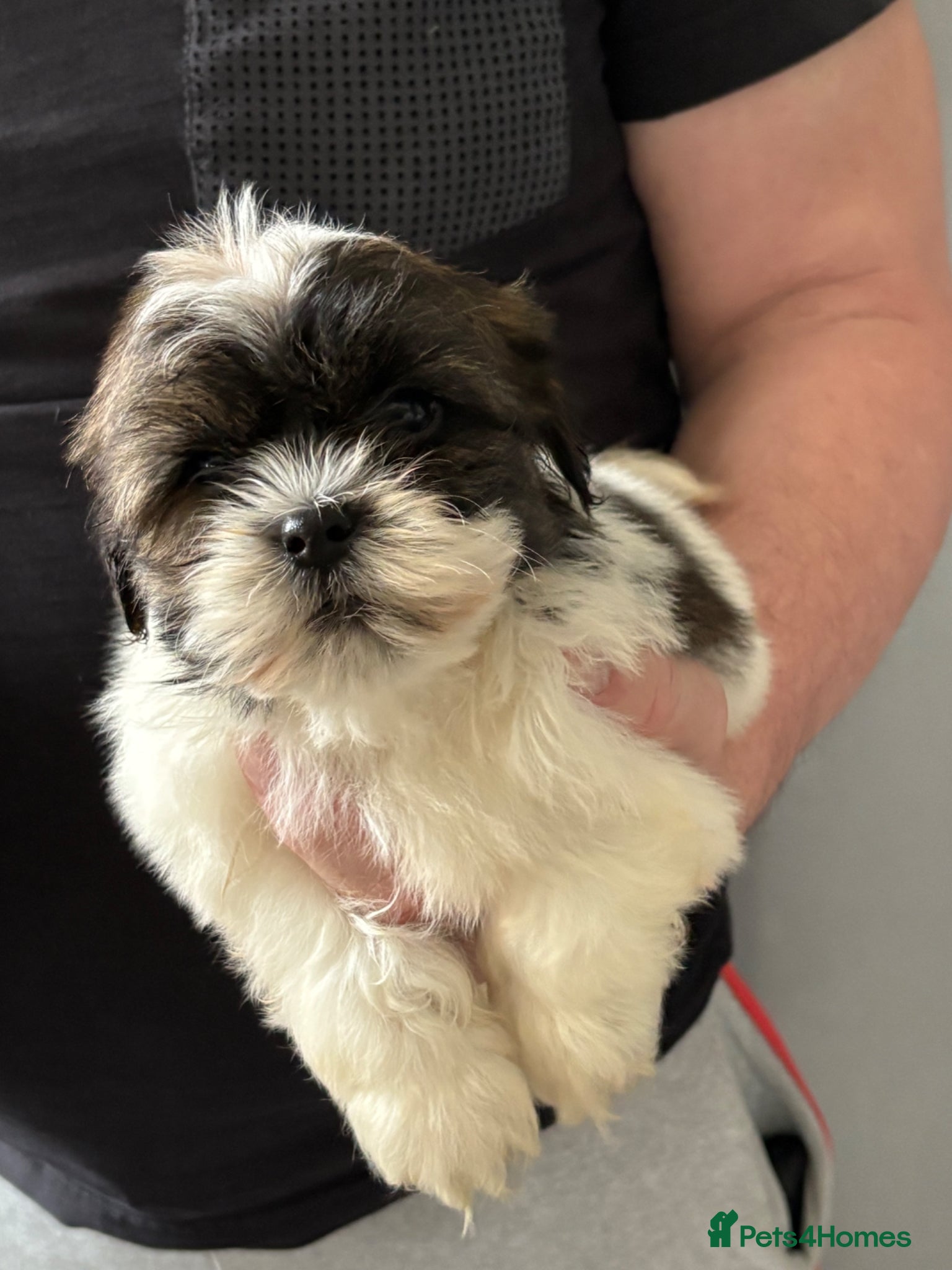 Shihpoo dogs Shitzu x poodle - Advert 3