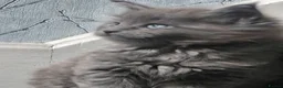 Maine Coon cats for sale: 1 male & 2 female maine coone kittens.  - Advert 15