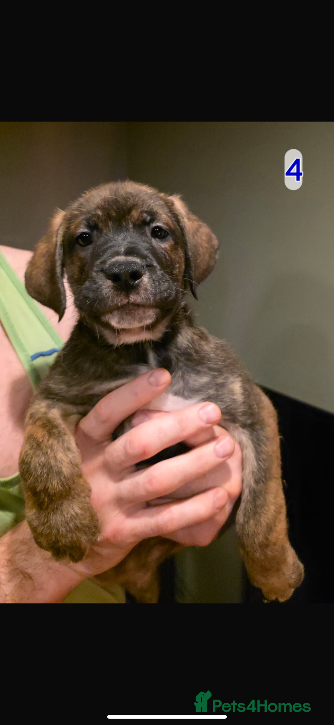 Mixed Breed dogs for sale: Cane corso X mastiff X - Advert 9