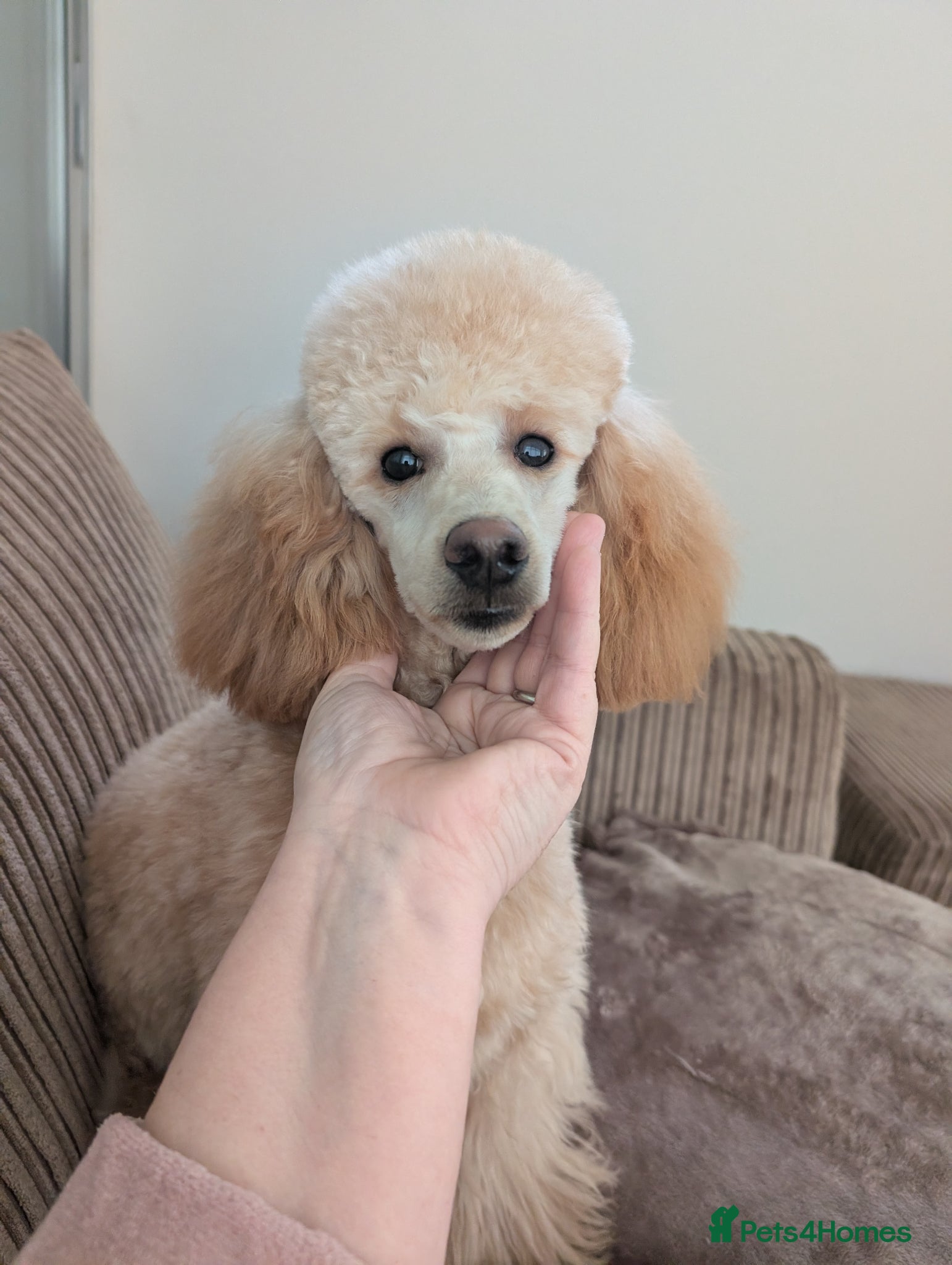 Miniature Poodle dogs KC reg miniature apricot poodle. - Advert 1