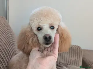 Miniature Poodle dogs KC reg miniature apricot poodle. - Advert 5