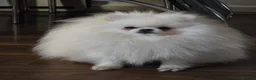 Pomchi dogs for sale: 🐶♥️Beautiful Pomchi puppies🐶♥️ - Advert 19