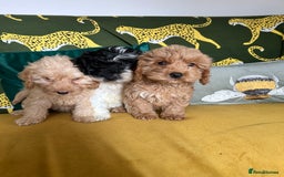 Cockapoo dogs for sale: F1 miniture cocapoos - Image 7