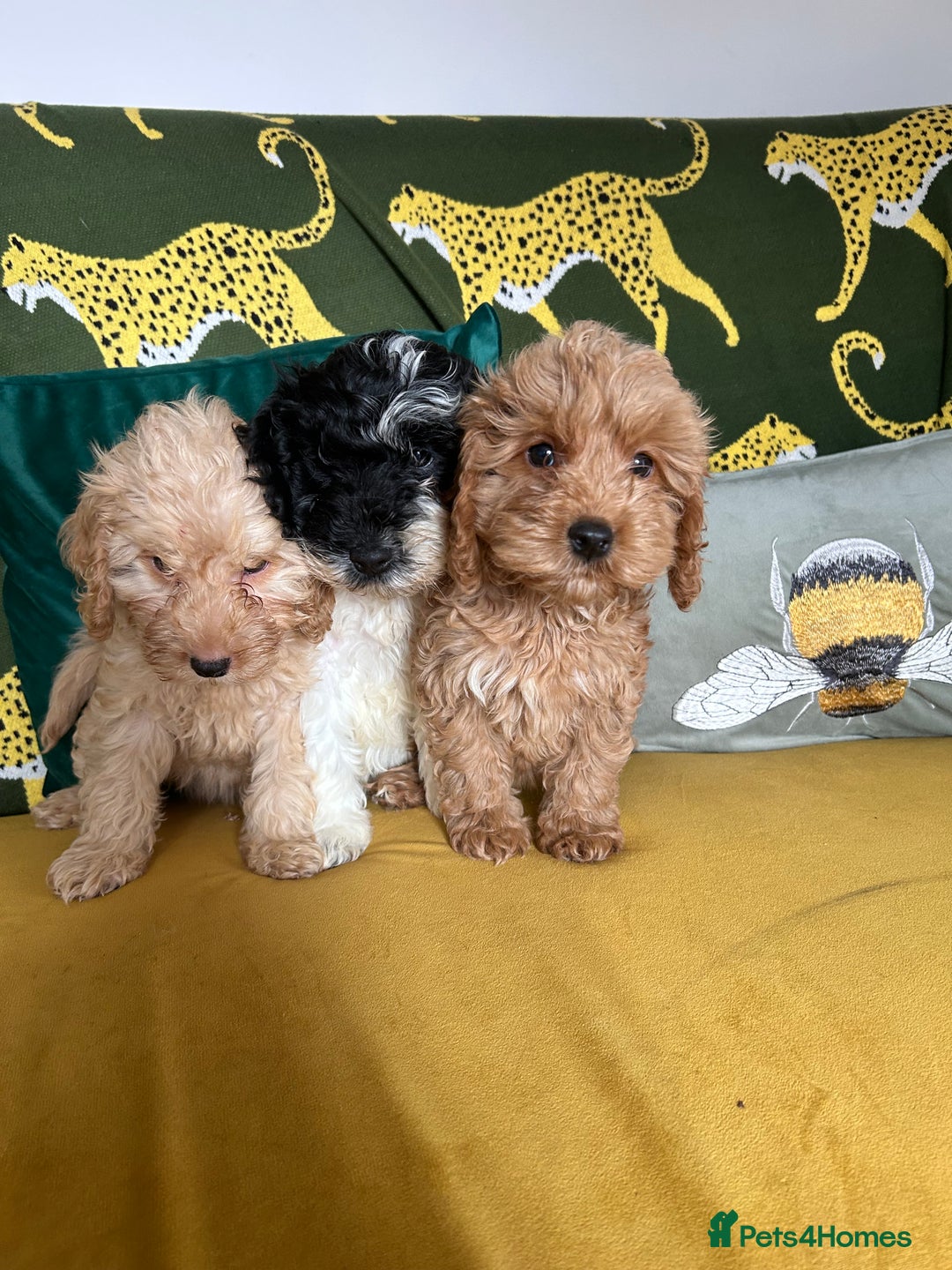 Cockapoo dogs for sale: F1 miniture cocapoos - Image 7