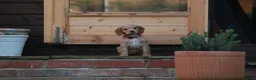 Cocker Spaniel dogs for sale: Gorgeous Working Cocker Spaniel Pups  - Advert 30