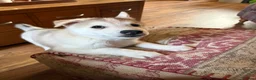 Siberian Husky dogs for sale: Exceptional Siberian Husky x Gsd Puppy - Advert 10