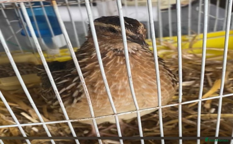 Quail poultry - Advert 2