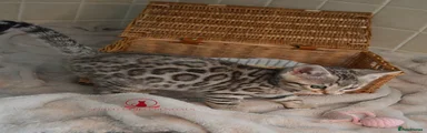 Bengal Kitten 4