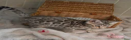 Bengal cats for sale: ✨️ CHAMPION TICA BENGAL KITTENS 🔥 - Advert 25