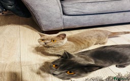 British Shorthair cats for sale: Adorable Active Pure British short hair - Image 5