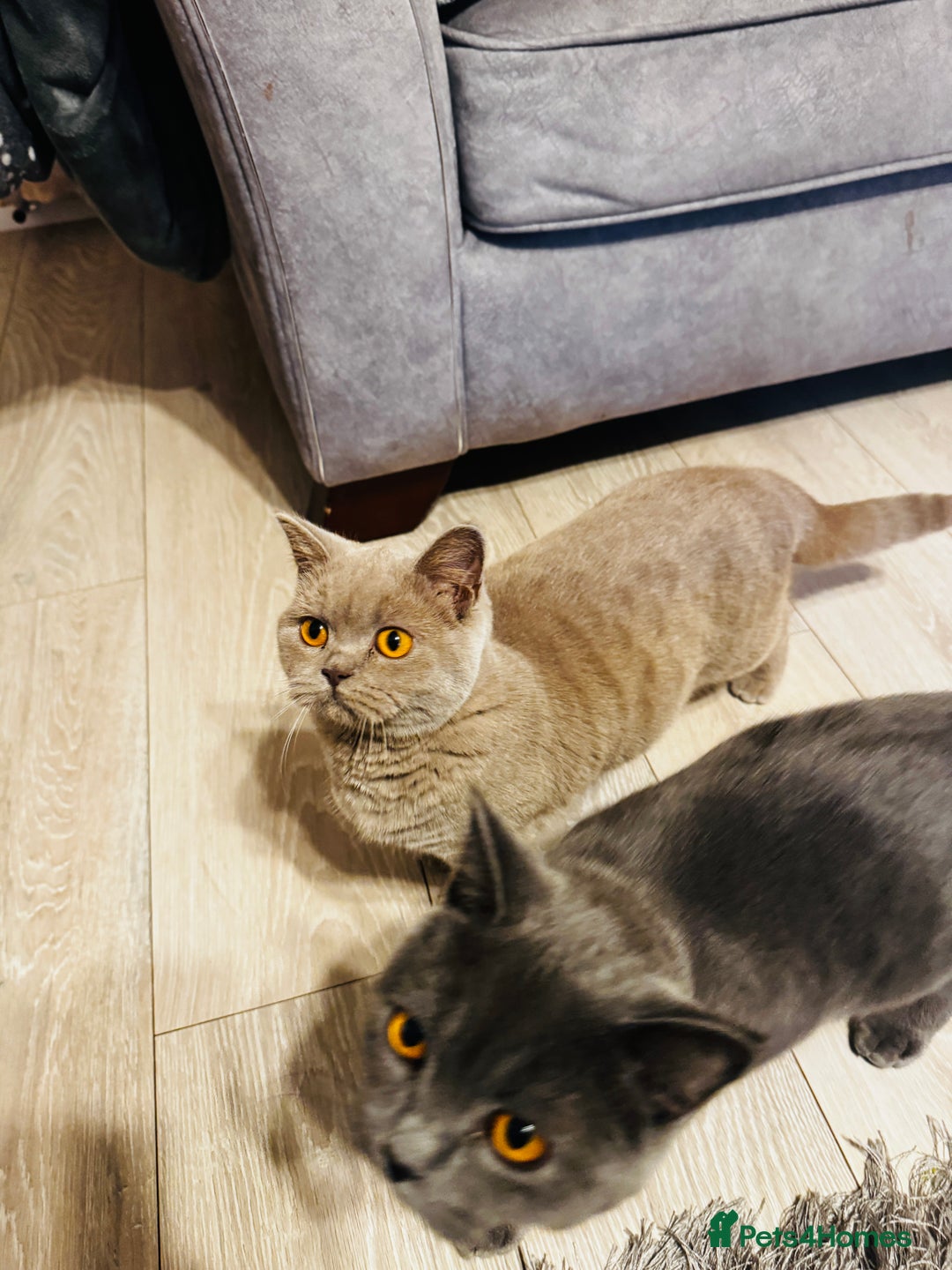 British Shorthair cats for sale: Adorable Active Pure British short hair - Image 5