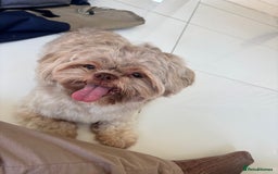 Shih Tzu dogs for sale: Bambi (nearly 2 year old liver shih tzu) - Image 5