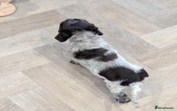 Cocker Spaniel dogs for sale: Show type cocker spaniel  - Image 11