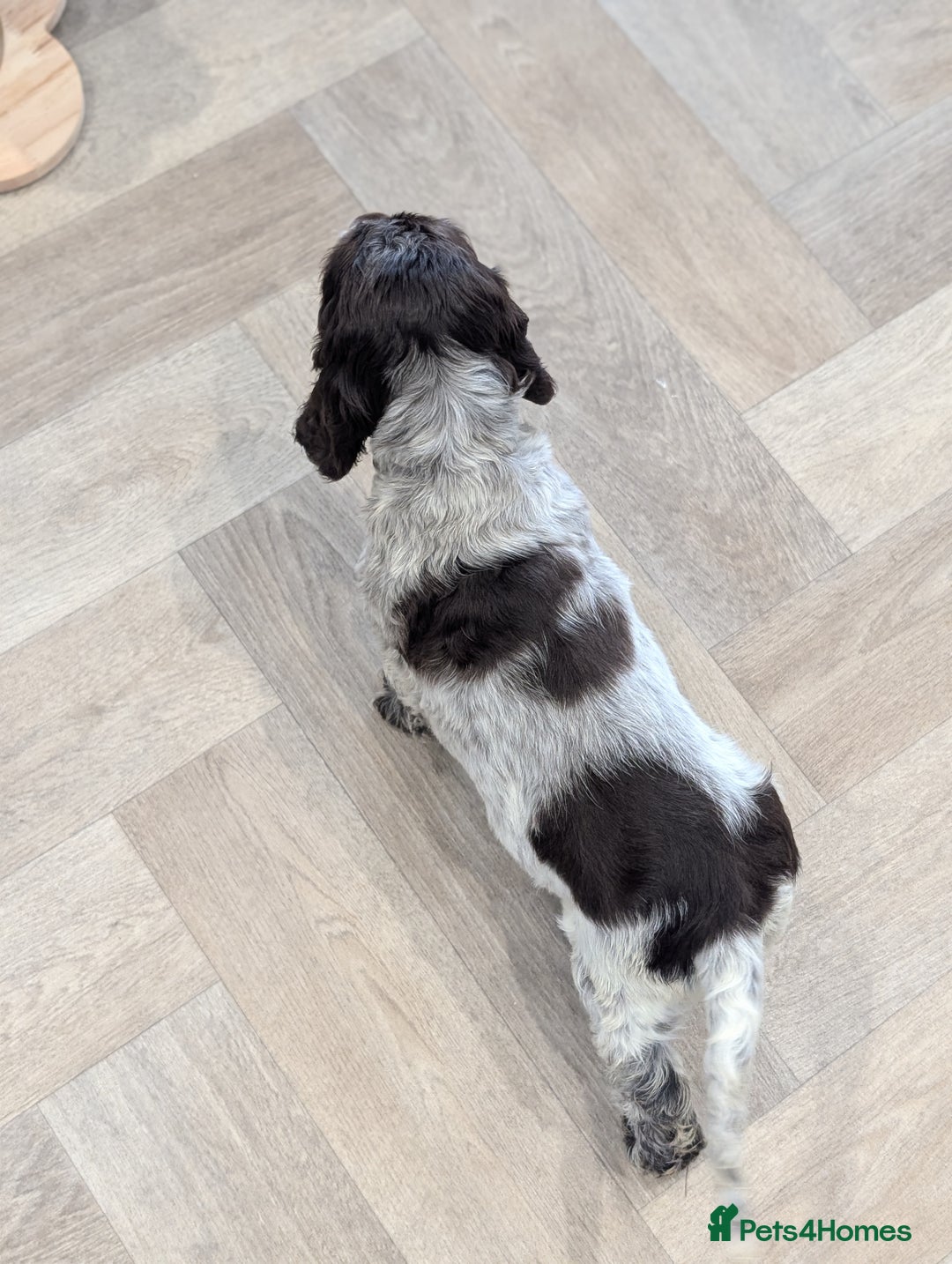 Cocker Spaniel dogs for sale: Show type cocker spaniel  - Image 11