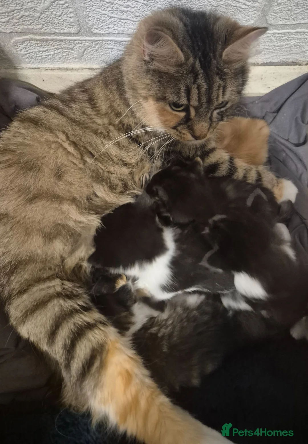 Mixed Breed cats for sale: 1/4 Maine coon kittens in Wolverhampton - Advert 2