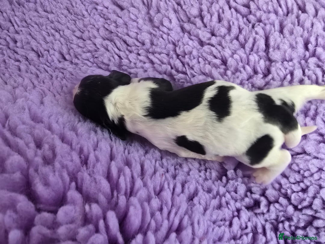 English Springer Spaniel dogs for sale: KC clear DNA vax vetted Springer Pups - Image 7