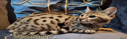 Savannah cats for sale: Proven stud and Young adult F3 female on active re - Advert 11