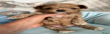 Maltipoo 1