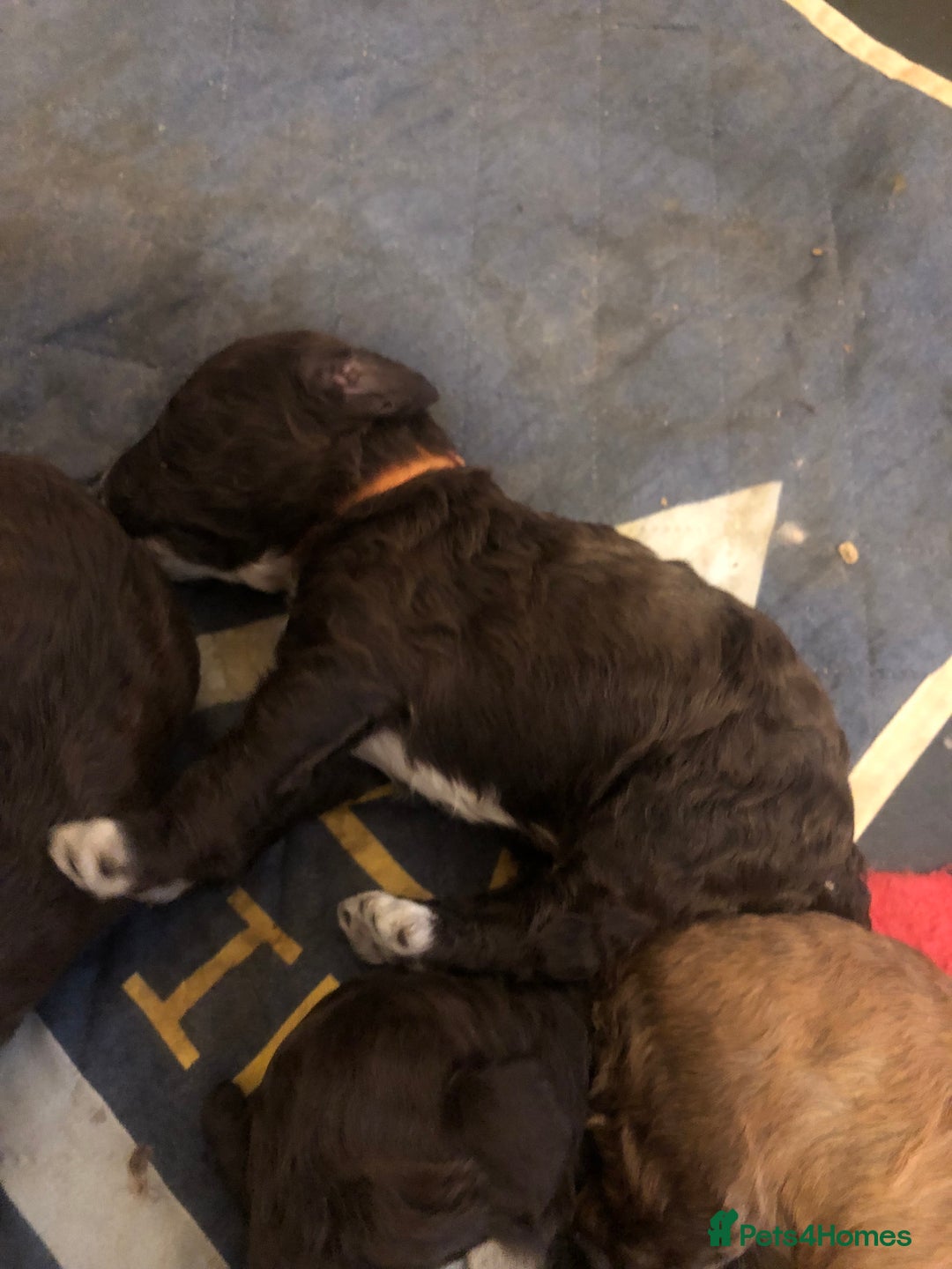 Cockapoo dogs for sale: sable & phantom & tri colour cockapoo puppies  - Image 1