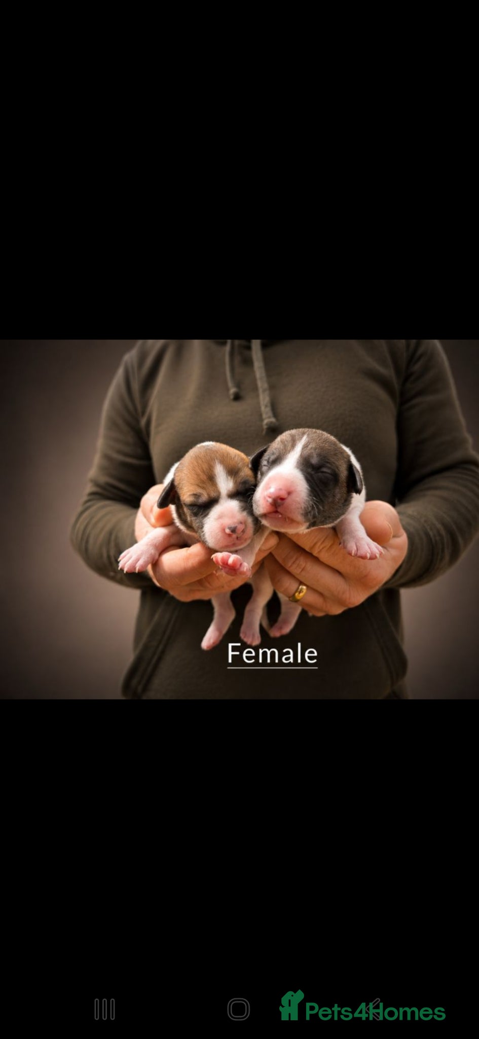 Mixed Breed dogs Whippet cross whippet lurcher - Advert 9