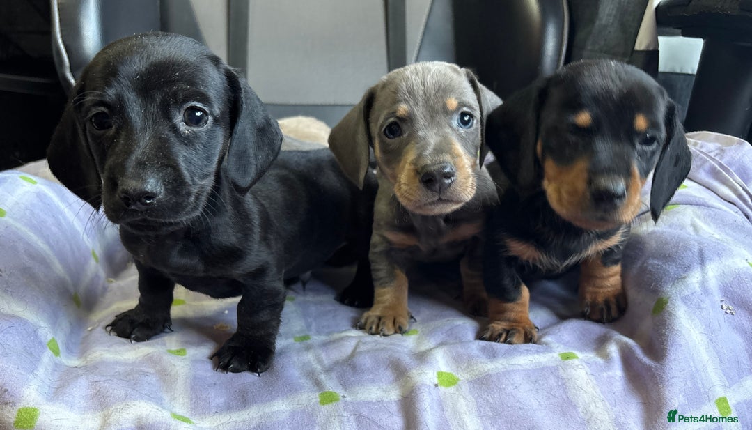 Dachshund dogs for sale: GORGEOUS KC REG STANDARD MALE PUPS  - Advert 13
