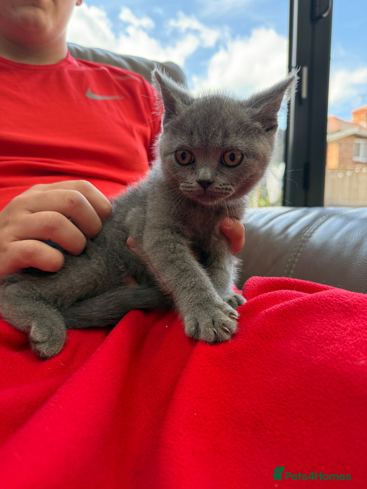 British Shorthair cats 💙BSH Male kittens ready now💙 - Advert 2