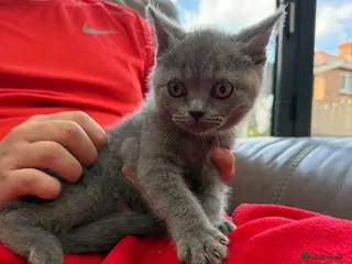 British Shorthair cats 💙BSH Male kittens ready now💙 - Advert 2