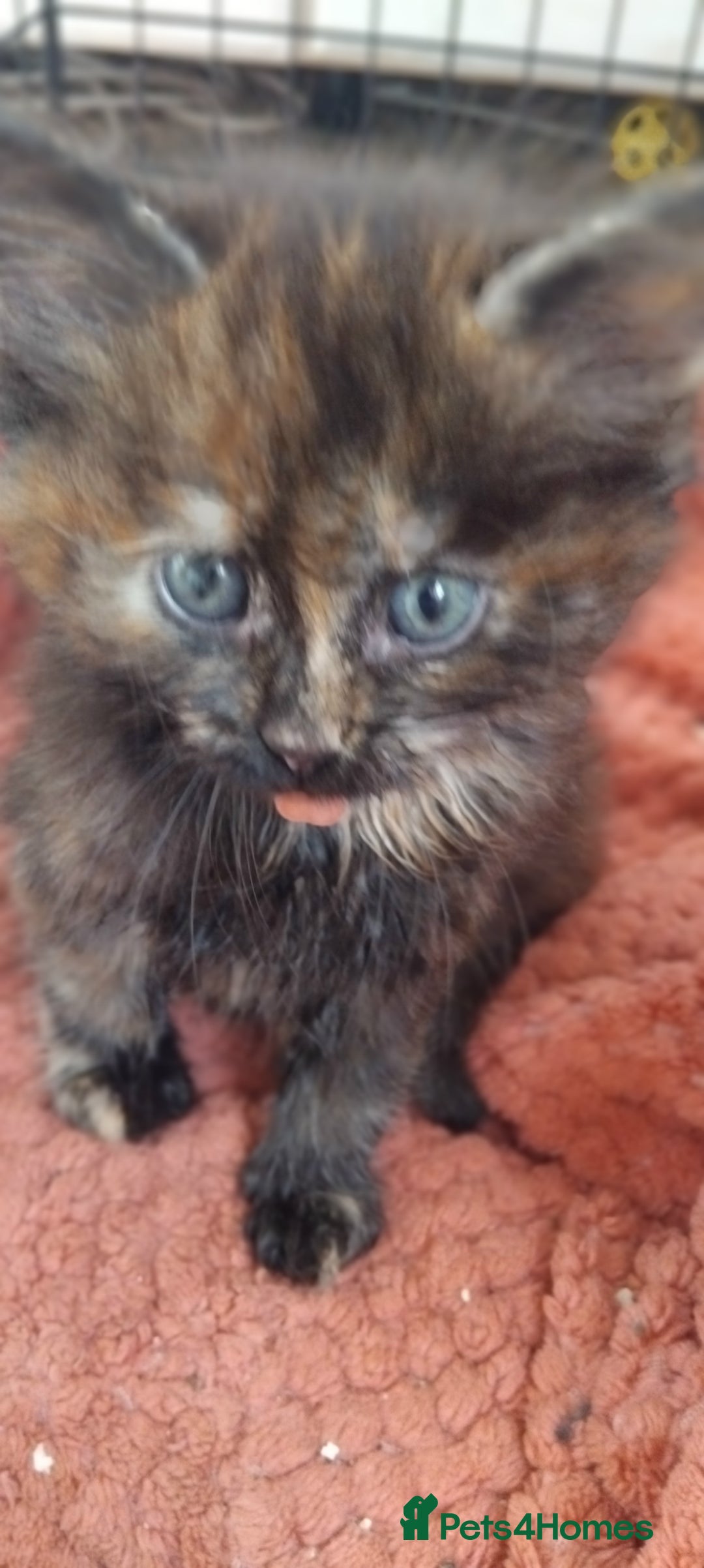 Mixed Breed cats for sale: Fluffy kittens for sale  - Image 3