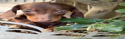 Miniature Dachshund dogs for sale: Miniature dachshund puppies reduced  - Advert 4