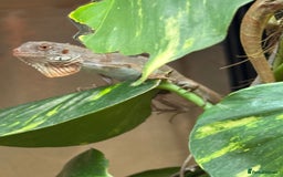 Iguana reptiles for sale: Iguana Snow Zero - Image 9
