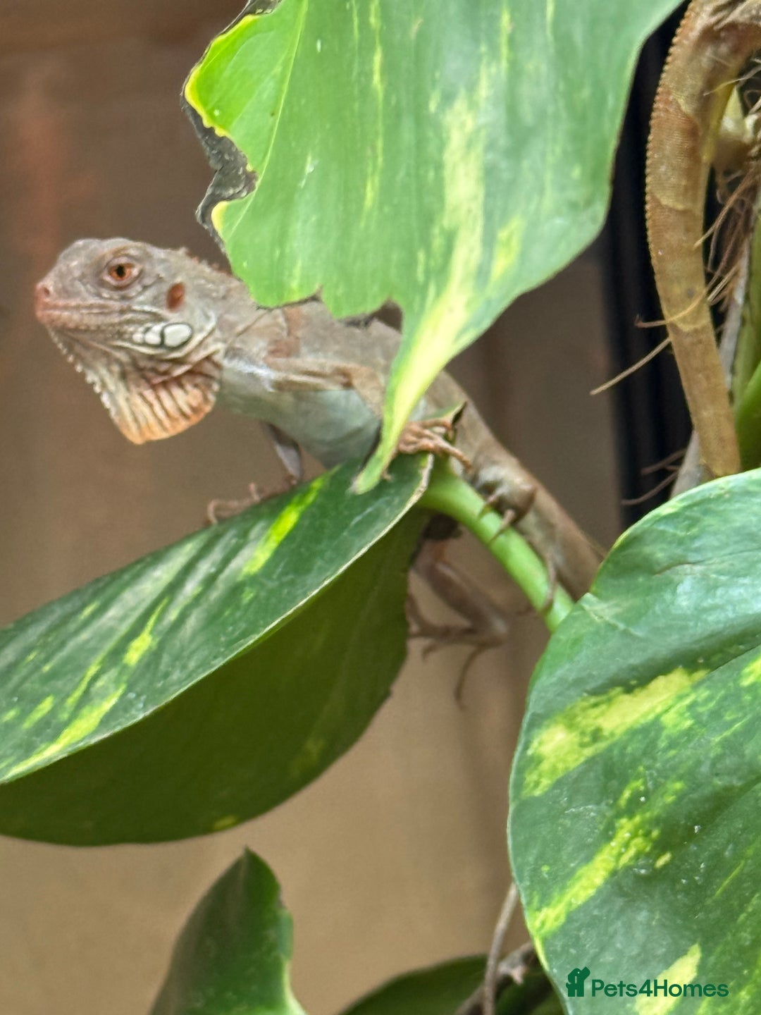 Iguana reptiles for sale: Iguana Snow Zero - Image 9