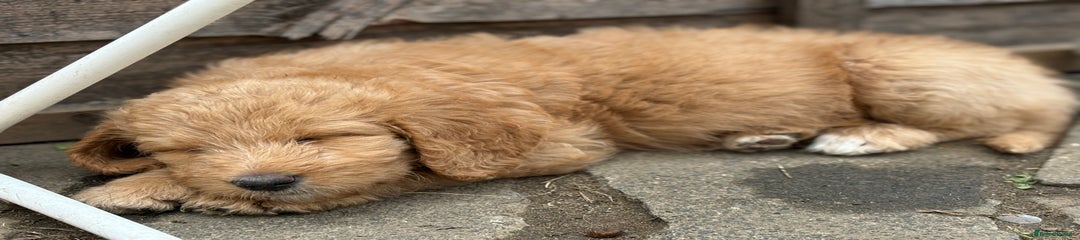Labradoodle Puppy 8