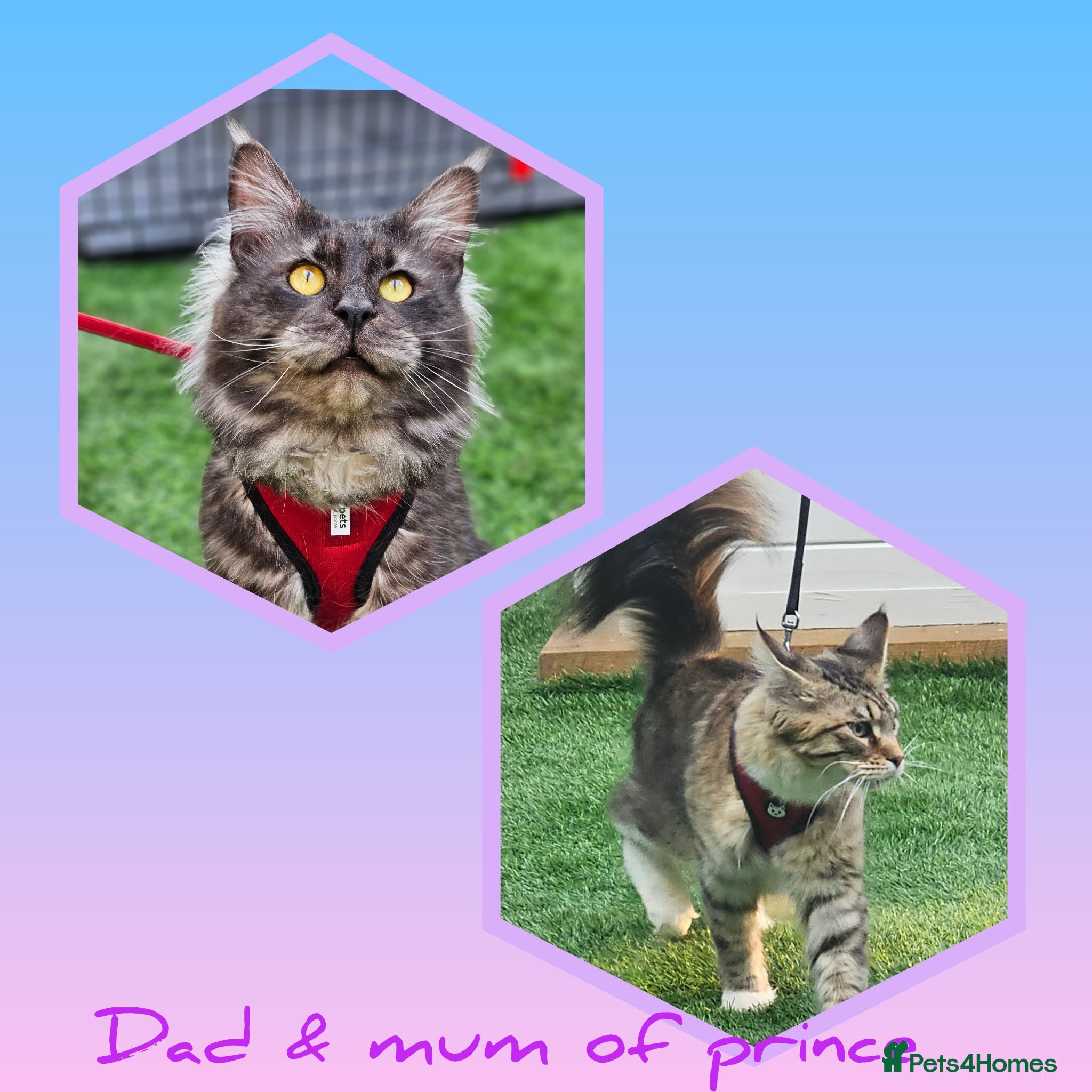 Maine Coon cats Maine coon kittens - Advert 2