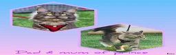 Maine Coon cats for sale: Maine coon kittens - Advert 2