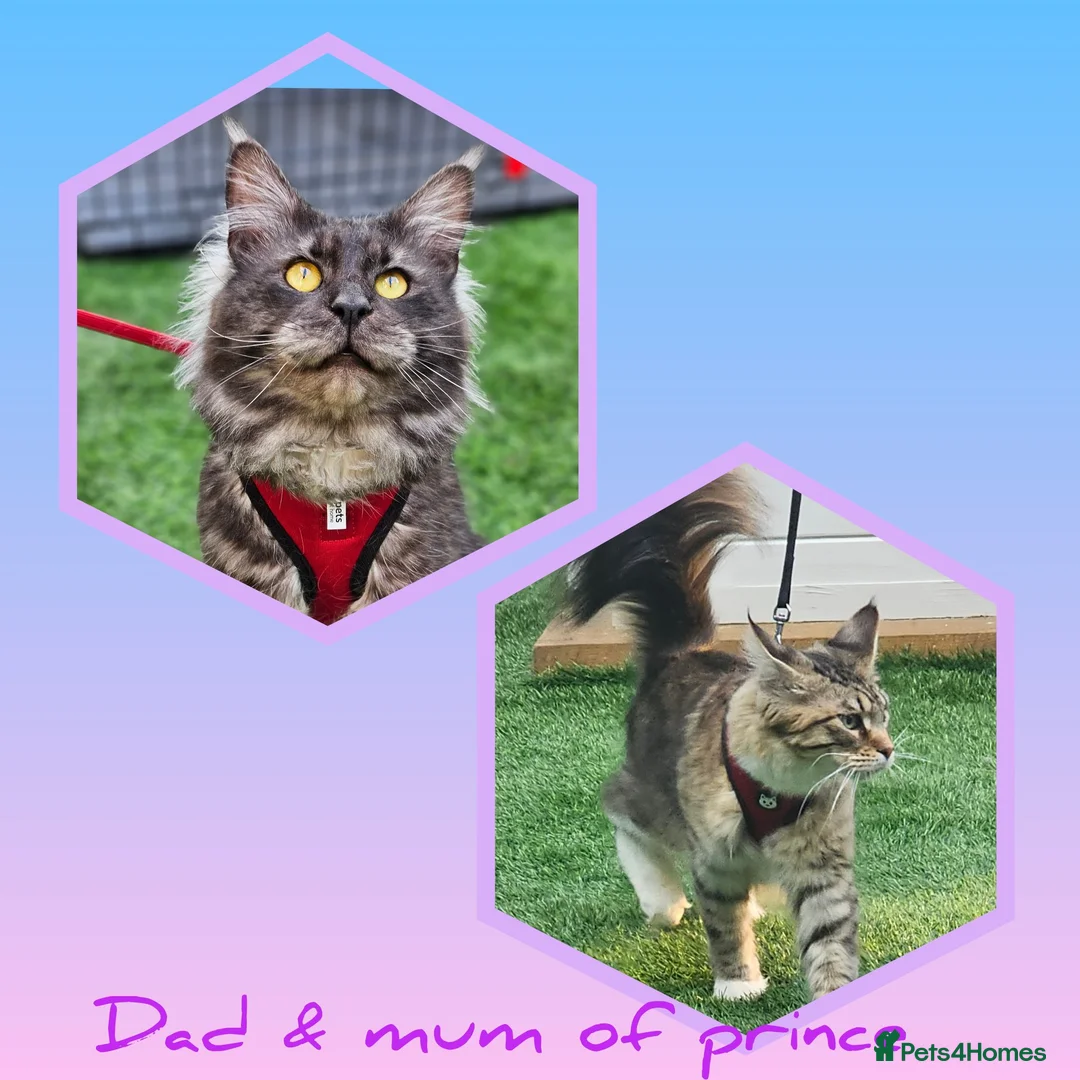 Maine Coon cats for sale: Maine coon kittens - Advert 2