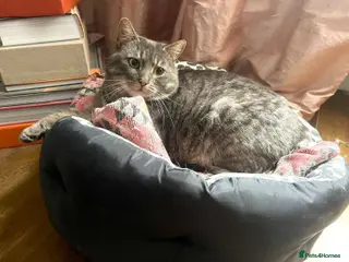 Mixed Breed cats Emotional support cat Ziggy looking for a home - Advert 4